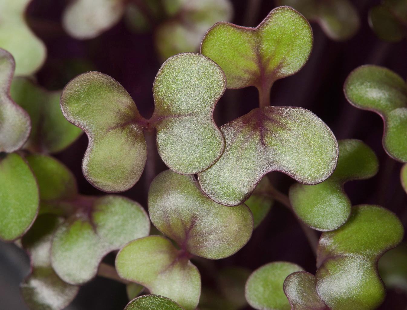 red_cabbage_microgreens